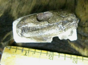 Captorhinus skull cast replica #1