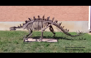 Stegosaurus skeleton cast replica #1