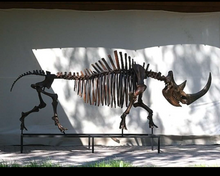 画像をギャラリービューアに読み込む, Woolly Rhino skeleton cast replica 2