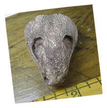 Load image into Gallery viewer, Captorhinus skull cast replicas set of 2