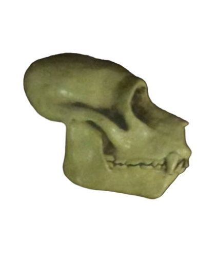 Aegyptopithecus profile skull cast replica Hominid skull cast replicas