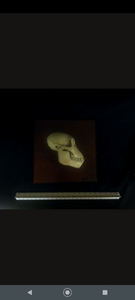Aegyptopithecus profile skull cast replica Hominid skull cast replicas