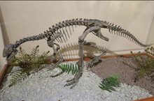 Load image into Gallery viewer, Rent a Dinosaur: Othneilia Nanosaurus rex dinosaur skeleton cast replica