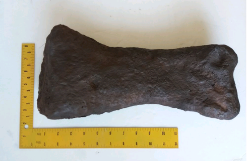 Triceratops: Giant Triceratops toe (metatarsal)