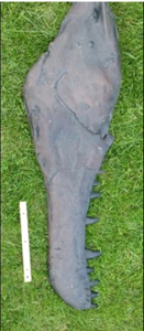 Tyrannosaurus Rex Jaw Mandible cast replica