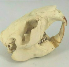 Load image into Gallery viewer, Beaver modern beaver skull