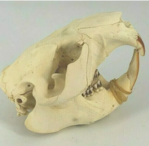 Beaver modern beaver skull