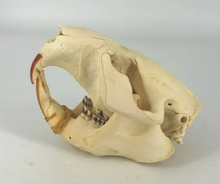 Load image into Gallery viewer, Beaver modern beaver skull