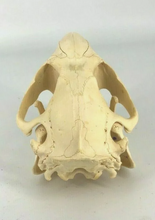 Load image into Gallery viewer, Beaver modern beaver skull