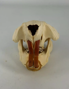 Beaver modern beaver skull