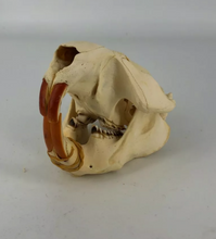 Load image into Gallery viewer, Beaver modern beaver skull