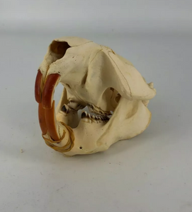 Beaver modern beaver skull