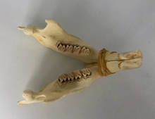 Load image into Gallery viewer, Beaver modern beaver skull