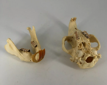 Load image into Gallery viewer, Beaver modern beaver skull