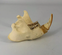 Load image into Gallery viewer, Beaver modern beaver skull