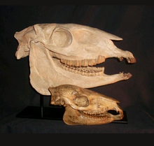 Load image into Gallery viewer, Horse skull cast replicas (Teaching quality) Painted