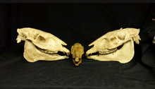 Load image into Gallery viewer, Horse skull cast replicas (Teaching quality) Painted