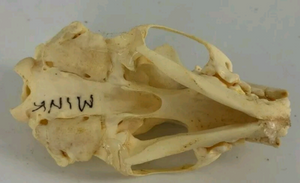 Mink skull