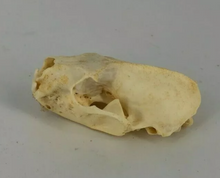 Load image into Gallery viewer, Mink skull