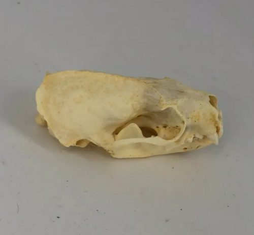 Mink skull