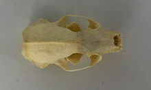 Load image into Gallery viewer, Mink skull