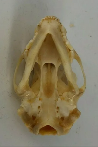 Bobcat skull