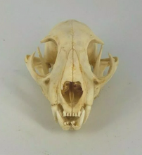 Cargar imagen en el visor de la galería, Bobcat skull