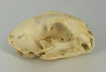 Cargar imagen en el visor de la galería, Bobcat skull