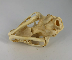 Bobcat skull