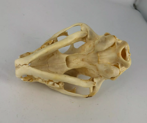 Bobcat skull