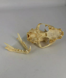 Bobcat skull