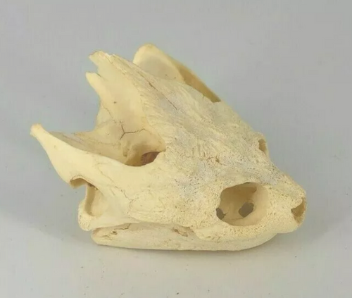 Turtle skull