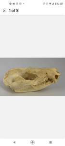 Possum opossum skull