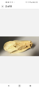 Possum opossum skull