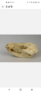 Possum opossum skull