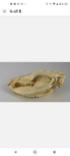 Load image into Gallery viewer, Possum opossum skull