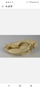 Possum opossum skull