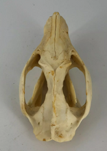 Load image into Gallery viewer, Possum opossum skull