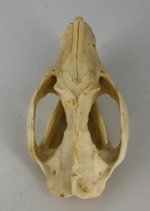 Possum opossum skull