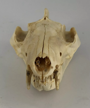 Load image into Gallery viewer, Possum opossum skull