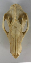 Load image into Gallery viewer, Possum opossum skull