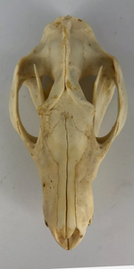 Possum opossum skull