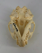 Load image into Gallery viewer, Otter skull