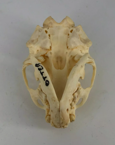 Otter skull