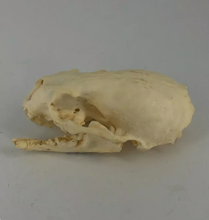 Load image into Gallery viewer, Otter skull