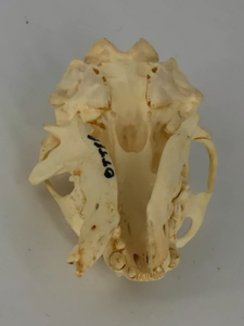 Otter skull