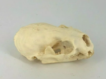 Load image into Gallery viewer, Otter skull