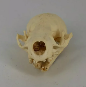 Otter skull