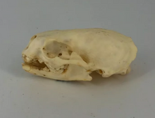 Load image into Gallery viewer, Otter skull