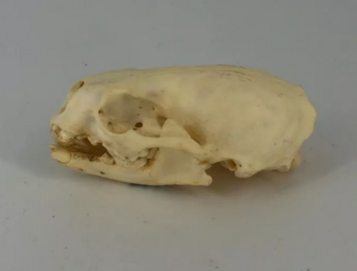 Otter skull